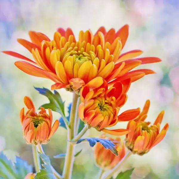 詩意風(fēng)景：一花一世界，一詩一情懷