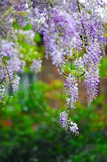 詩(shī)意風(fēng)景：一花一世界，一詩(shī)一情懷