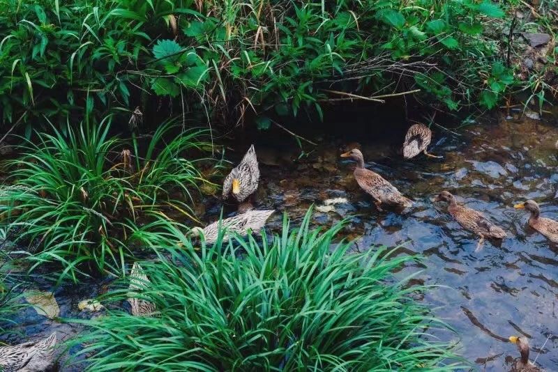 臺(tái)州臨?！げ菟蓿亲永锪魈实泥l(xiāng)愁烙印