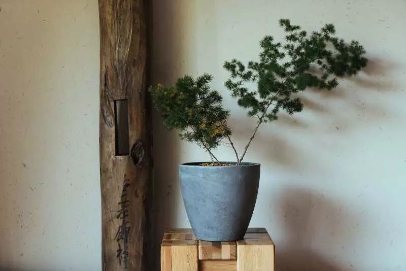 臺州臨?！げ菟蓿亲永锪魈实泥l(xiāng)愁烙印