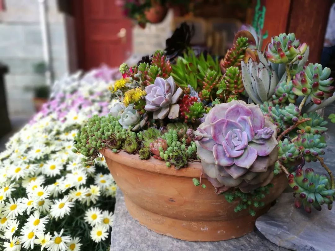 寂照庵--中國(guó)最文藝尼姑庵：心若無(wú)塵一花一世界