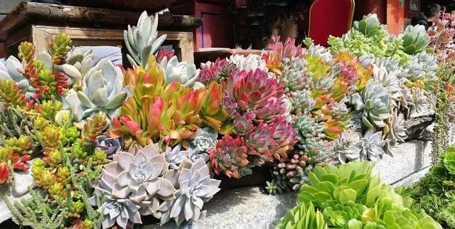 寂照庵--中國最文藝尼姑庵：心若無塵一花一世界