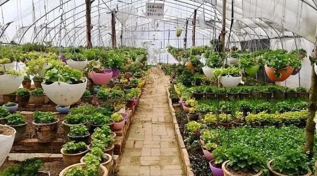 寂照庵--中國(guó)最文藝尼姑庵：心若無(wú)塵一花一世界