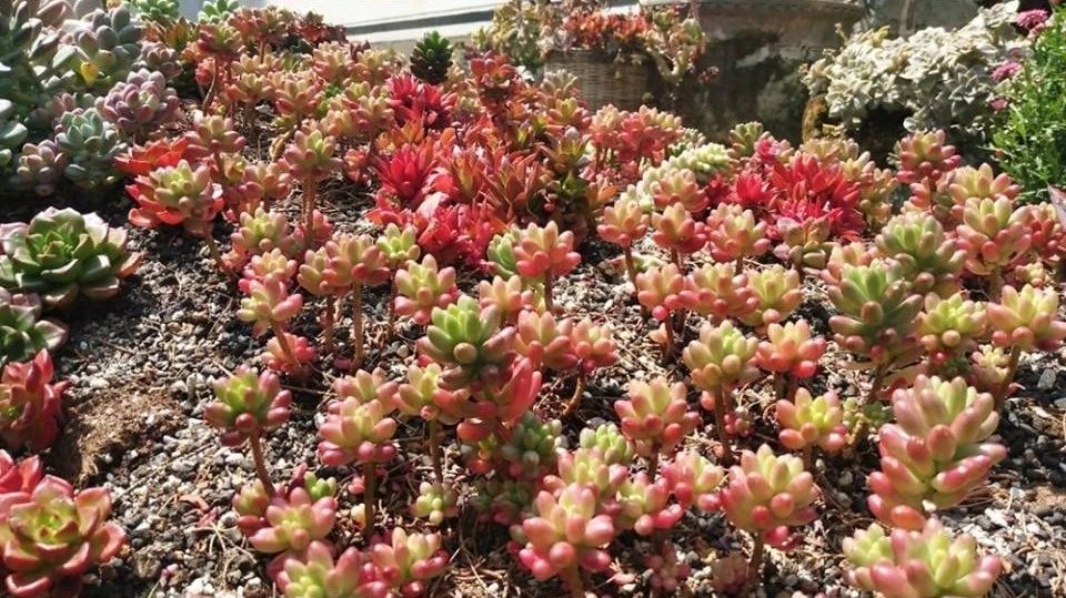 寂照庵--中國(guó)最文藝尼姑庵：心若無(wú)塵一花一世界