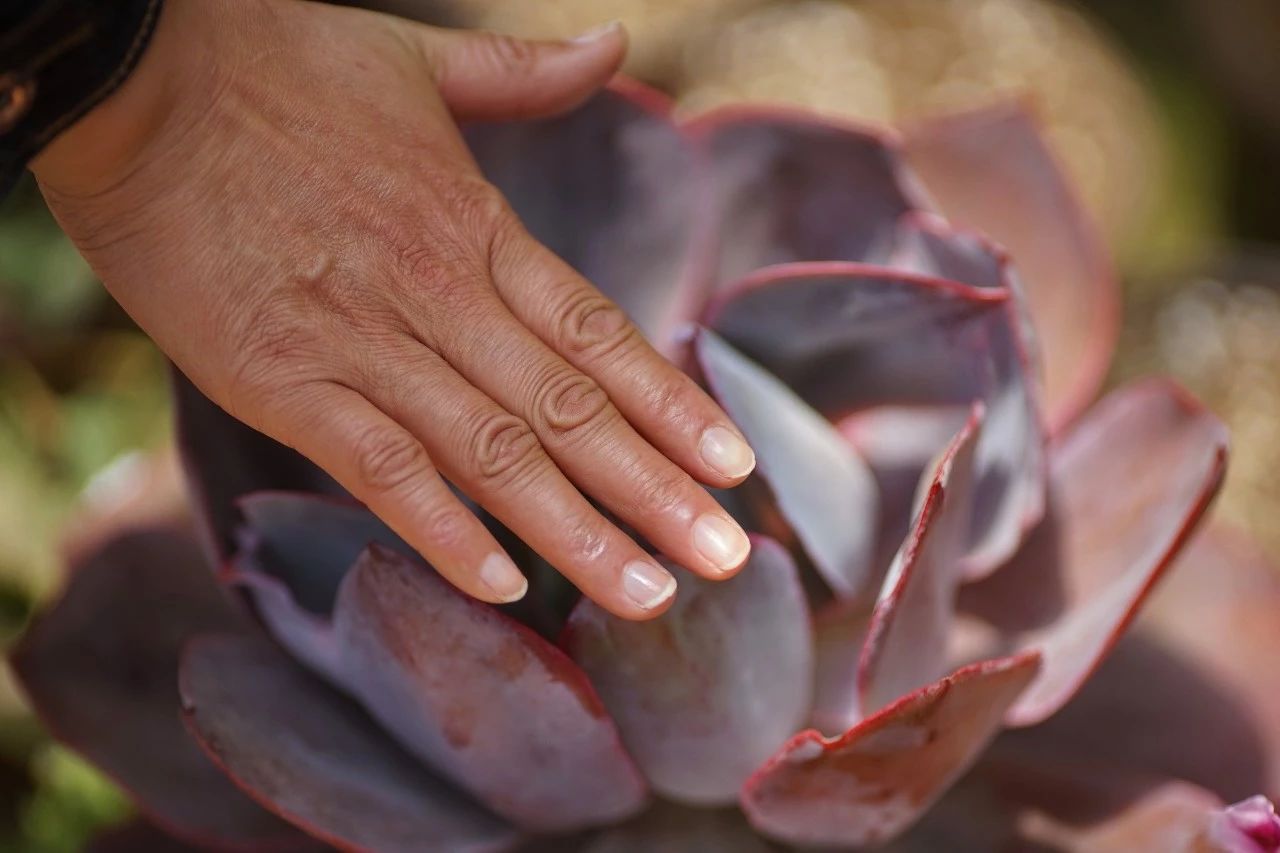 寂照庵--中國(guó)最文藝尼姑庵：心若無(wú)塵一花一世界