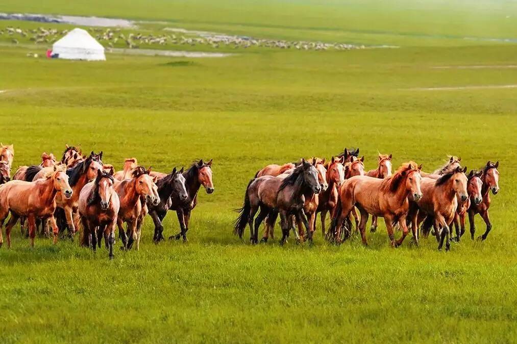如詩如畫的草原意境，唯美風(fēng)景圖片！