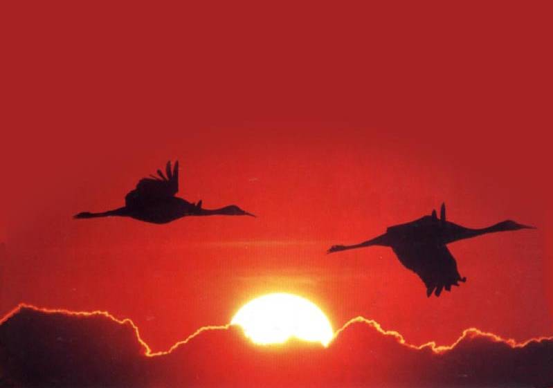 如詩(shī)如畫(huà)的草原意境，唯美風(fēng)景圖片！