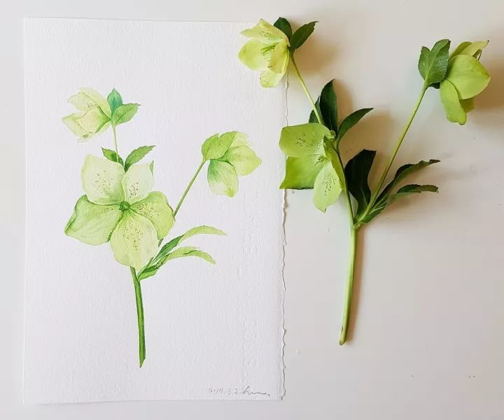 四季水彩花卉插畫，驚艷唯美!