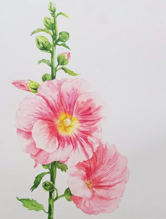 四季水彩花卉插畫，驚艷唯美!