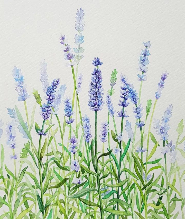 四季水彩花卉插畫，驚艷唯美!