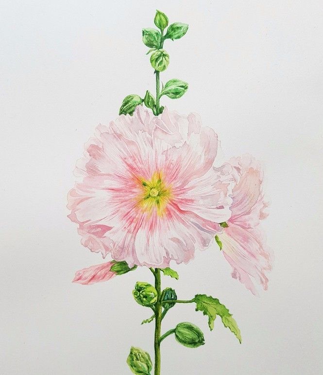 四季水彩花卉插畫，驚艷唯美!