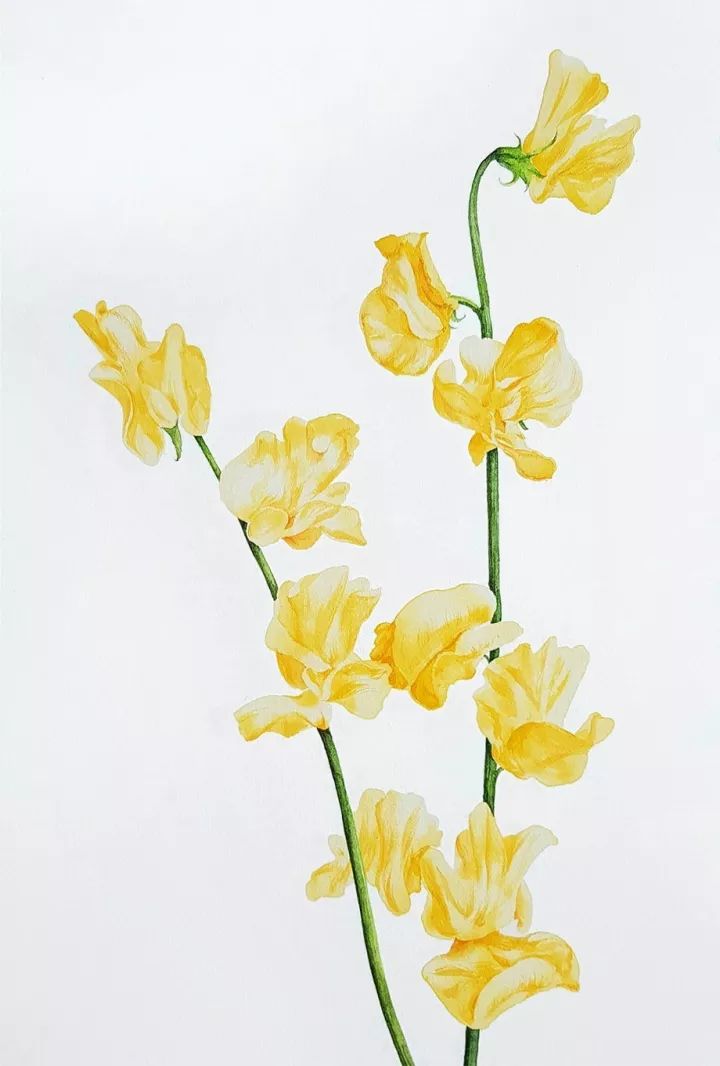 四季水彩花卉插畫，驚艷唯美!