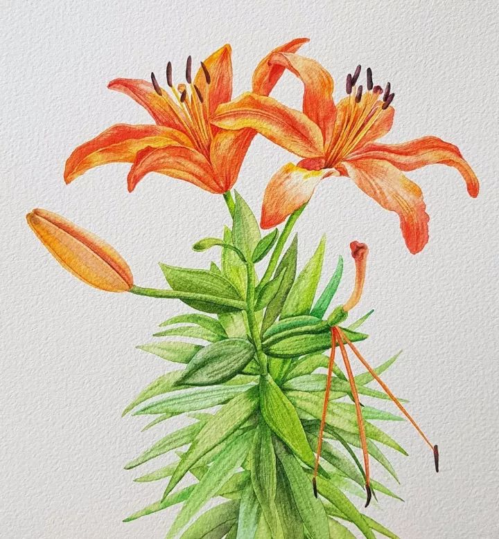 四季水彩花卉插畫，驚艷唯美!