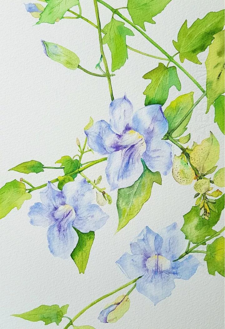 四季水彩花卉插畫(huà)，驚艷唯美!