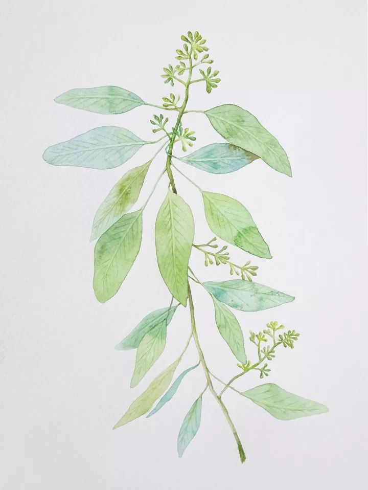 四季水彩花卉插畫(huà)，驚艷唯美!