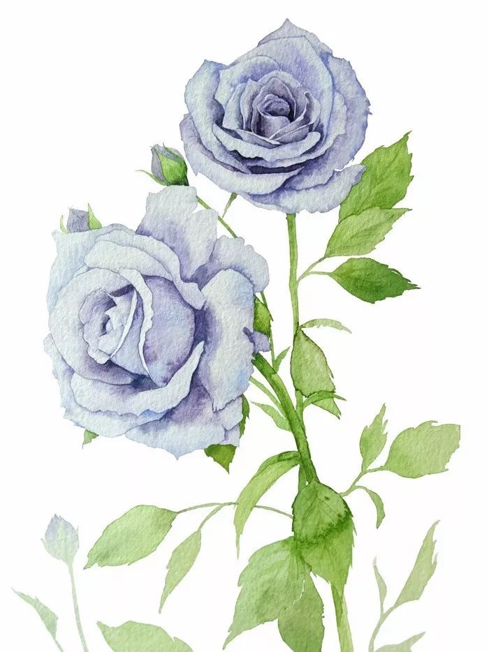 四季水彩花卉插畫(huà)，驚艷唯美!