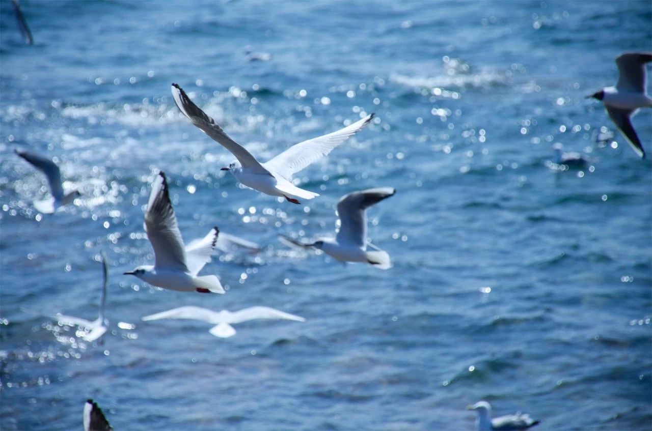 青島·町舍，風(fēng)花雪月的景卻歷久彌新！