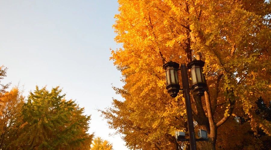 九華山·開(kāi)元美途，置身俗塵外身心天地寬