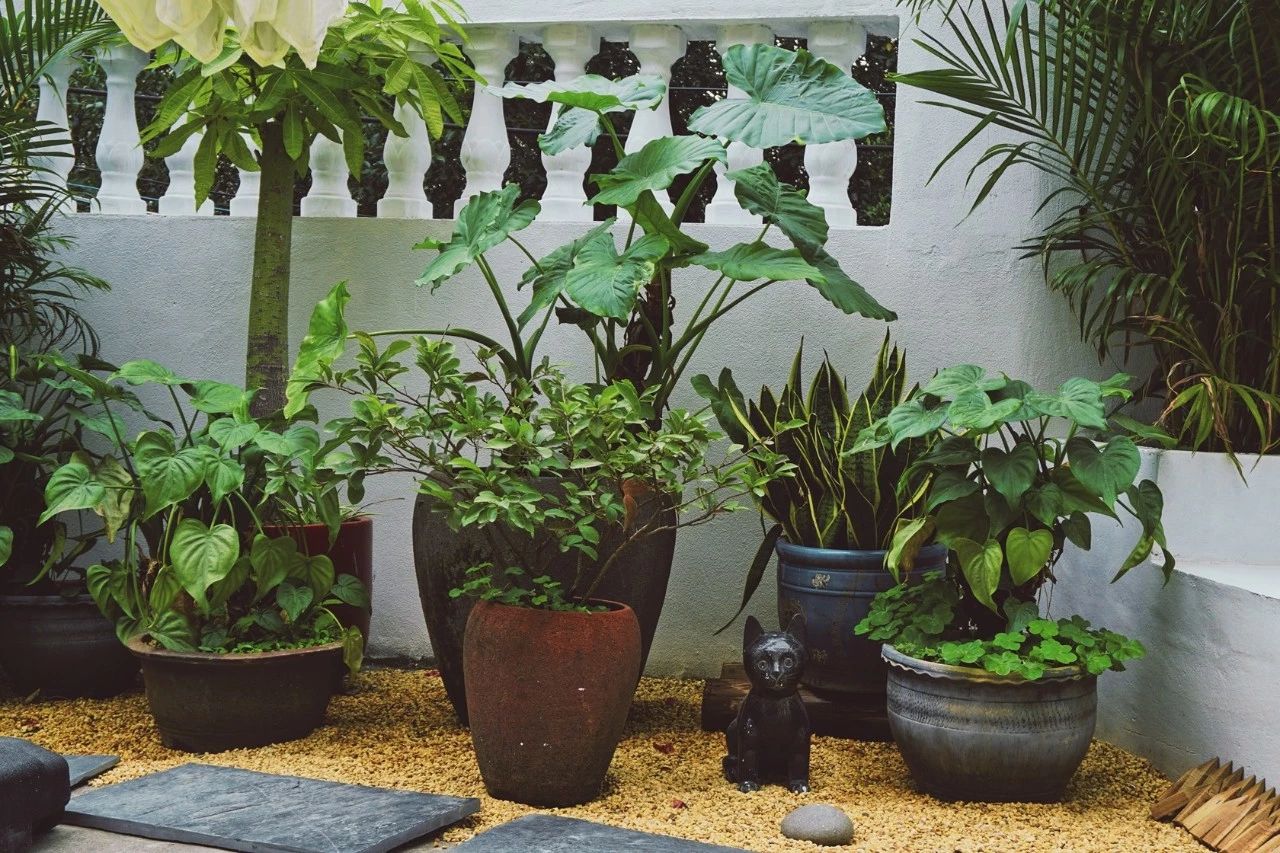 廈門·花青宿，一場(chǎng)風(fēng)格迥異遠(yuǎn)古部落的夢(mèng)