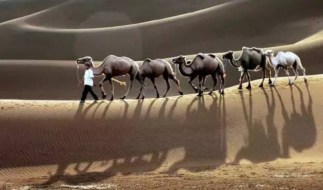 《天邊的駱駝》，震撼的沙漠風(fēng)景之美!