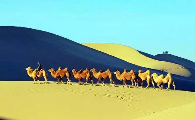 《天邊的駱駝》，震撼的沙漠風景之美!