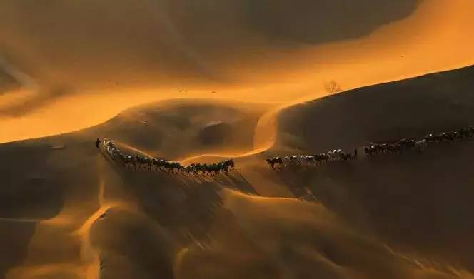 《天邊的駱駝》，震撼的沙漠風(fēng)景之美!