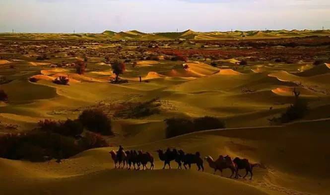 《天邊的駱駝》，震撼的沙漠風景之美!