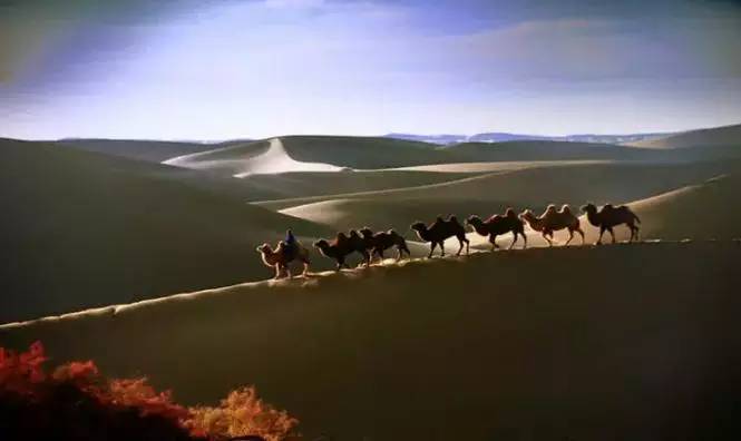 《天邊的駱駝》，震撼的沙漠風景之美!