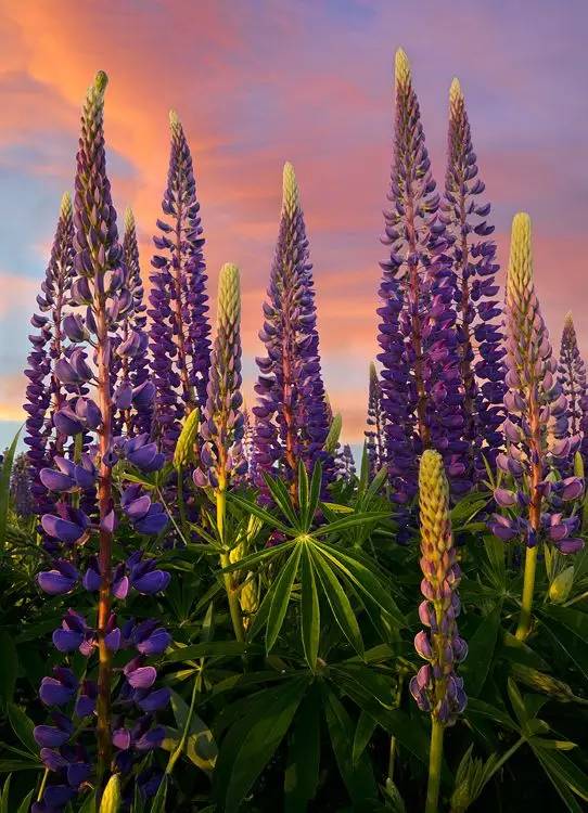 最美風(fēng)景《魯冰花》，送給母親的花！