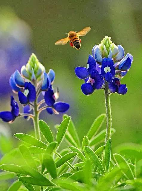 最美風(fēng)景《魯冰花》，送給母親的花！