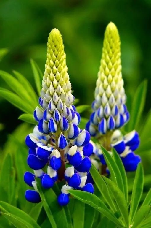 最美風景《魯冰花》，送給母親的花！