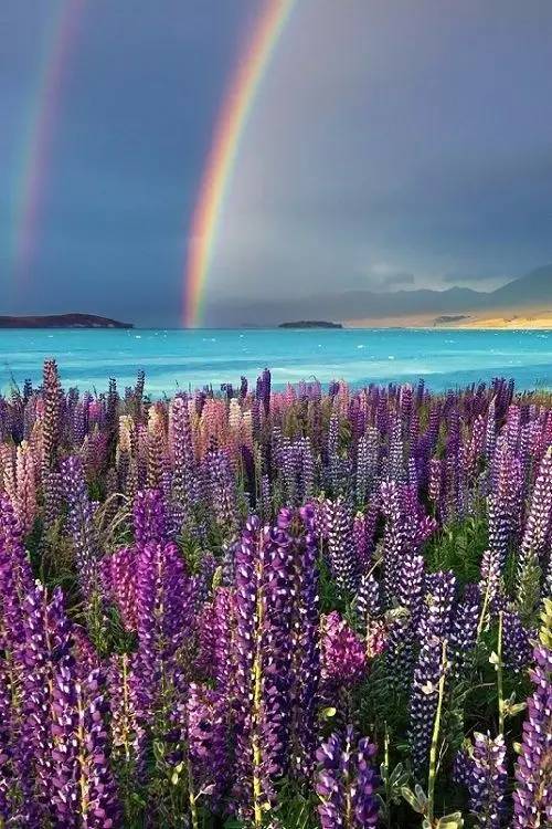 最美風景《魯冰花》，送給母親的花！