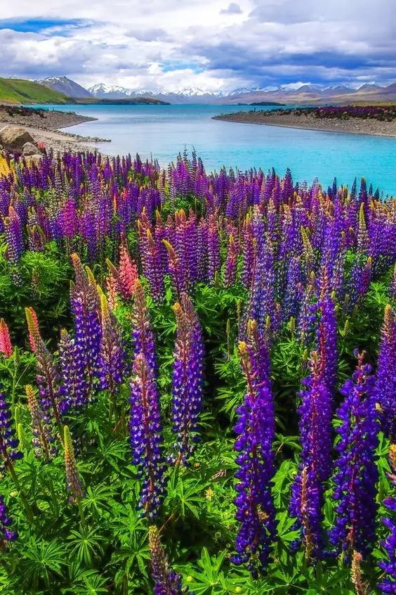 最美風景《魯冰花》，送給母親的花！
