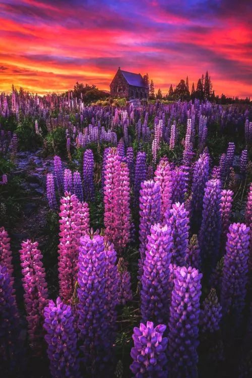 最美風景《魯冰花》，送給母親的花！