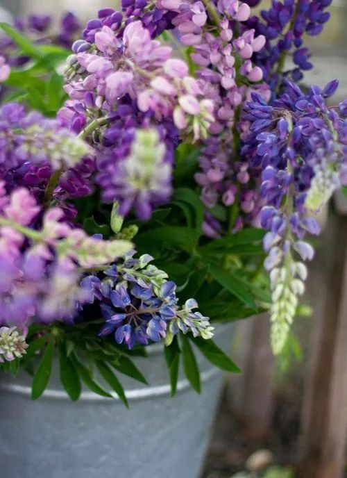 最美風(fēng)景《魯冰花》，送給母親的花！