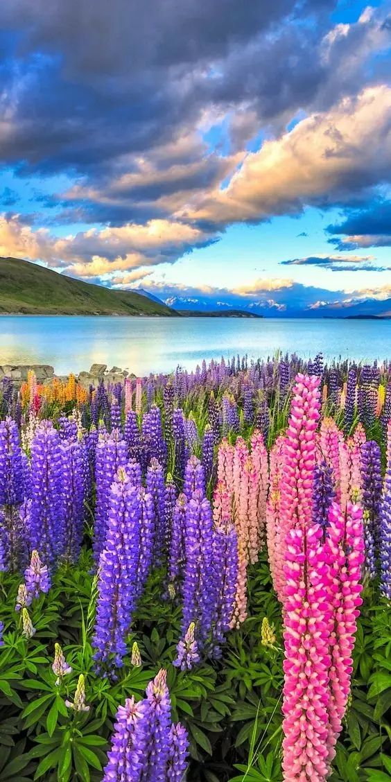 最美風(fēng)景《魯冰花》，送給母親的花！