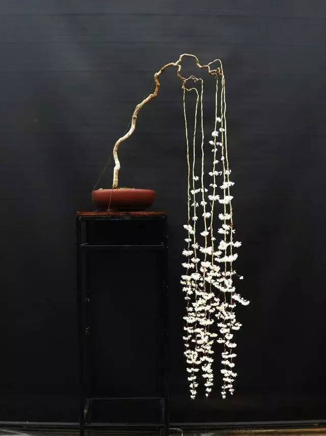 頂級盆景藝術(shù)，一種讓世人驚嘆的美！