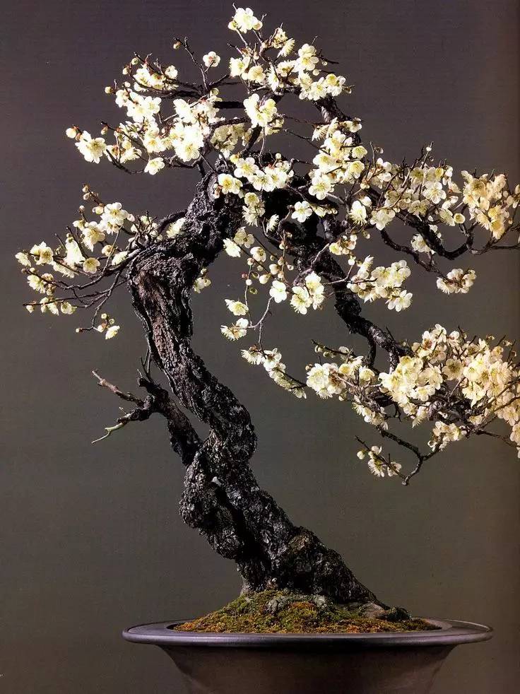 頂級盆景藝術(shù)，一種讓世人驚嘆的美！