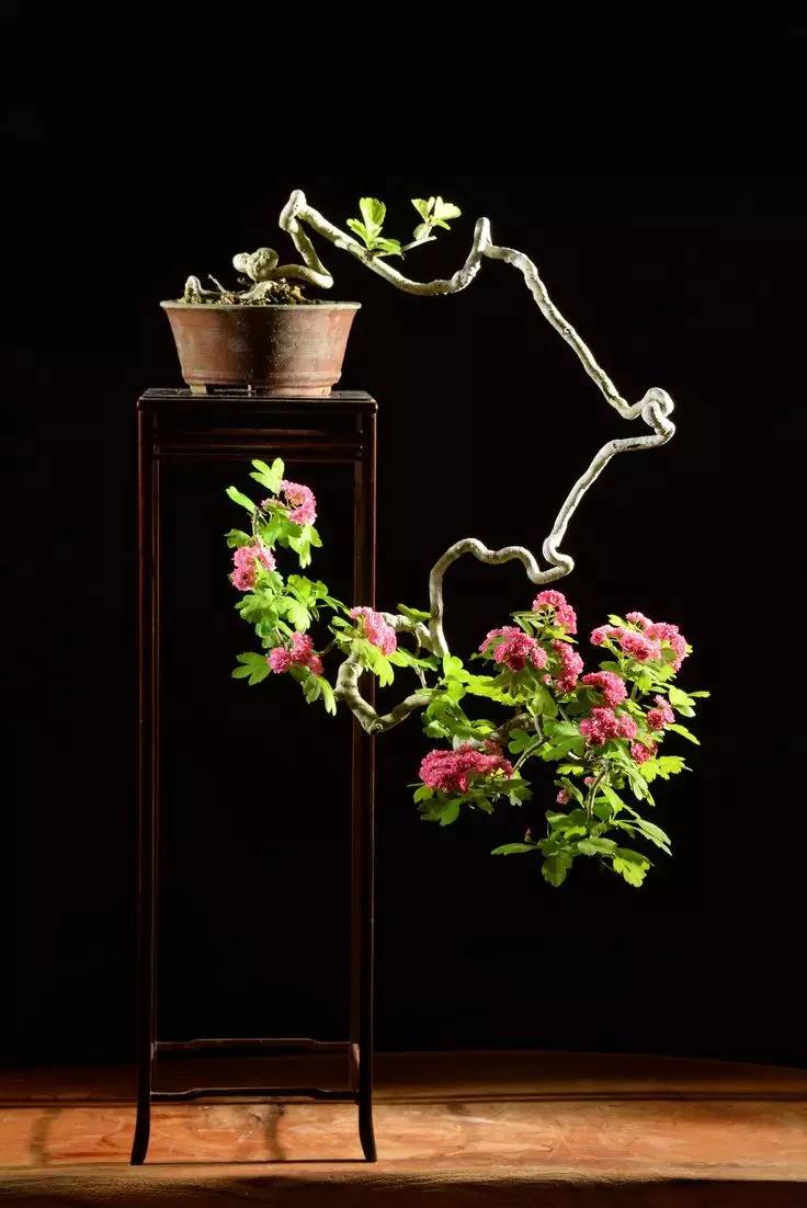 頂級盆景藝術(shù)，一種讓世人驚嘆的美！