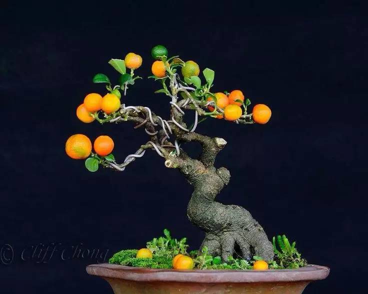 頂級(jí)盆景藝術(shù)，一種讓世人驚嘆的美！