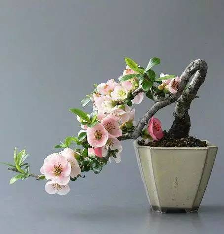 頂級(jí)盆景藝術(shù)，一種讓世人驚嘆的美！