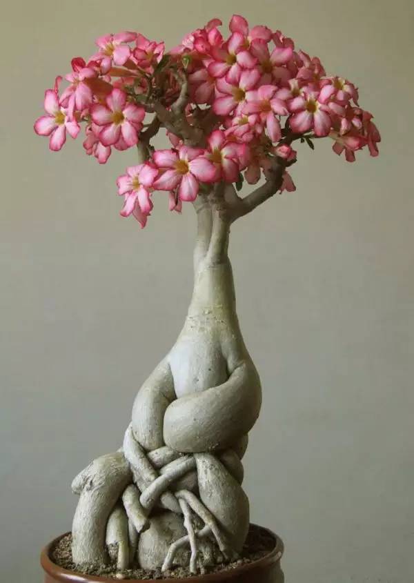 頂級(jí)盆景藝術(shù)，一種讓世人驚嘆的美！