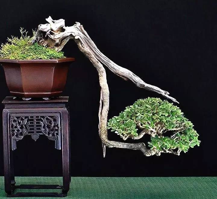 頂級(jí)盆景藝術(shù)，一種讓世人驚嘆的美！
