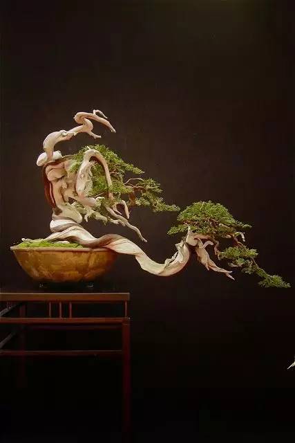 頂級(jí)盆景藝術(shù)，一種讓世人驚嘆的美！