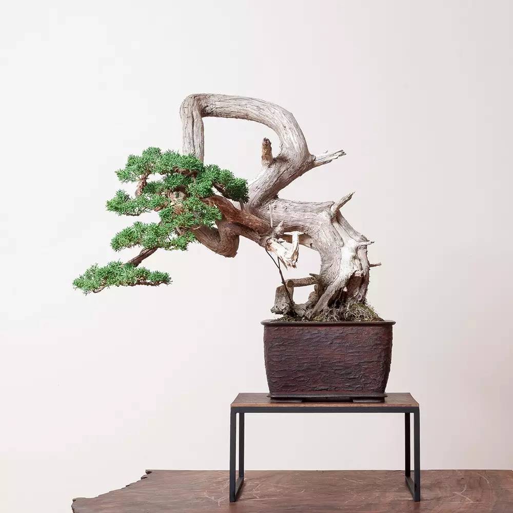 頂級(jí)盆景藝術(shù)，一種讓世人驚嘆的美！