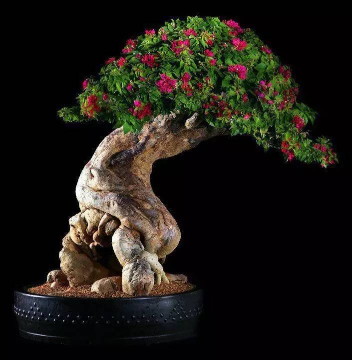 頂級(jí)盆景藝術(shù)，一種讓世人驚嘆的美！