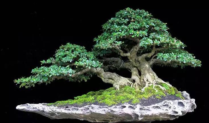 頂級(jí)盆景藝術(shù)，一種讓世人驚嘆的美！