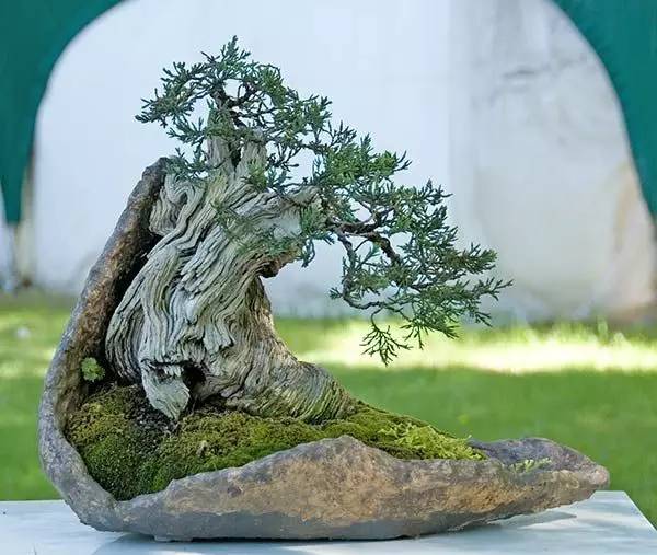頂級(jí)盆景藝術(shù)，一種讓世人驚嘆的美！