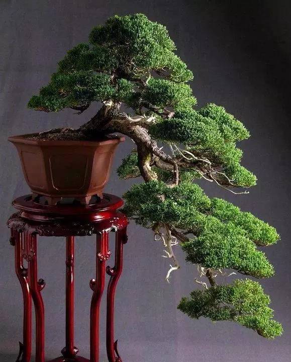 頂級盆景藝術(shù)，一種讓世人驚嘆的美！