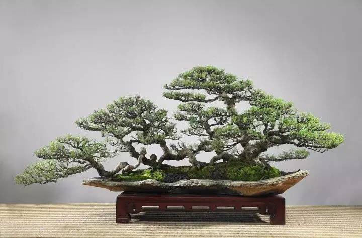 頂級(jí)盆景藝術(shù)，一種讓世人驚嘆的美！